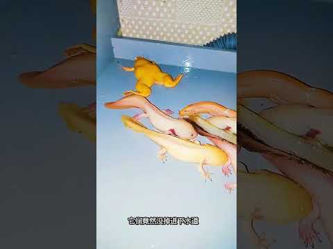 This time, more than 10 small frogs, frogs, salamanders, hexagonal dinosaur loaches were lost.