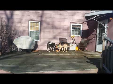 アメリカンアキタ vs ジャーマンシェパードドッグ