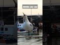 Loud Herring Gull Call Herringgullcall