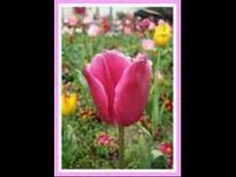 SON NEFES FT LADY-E---SEVDAN