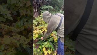 What to Eat while Stranded in a Forest?