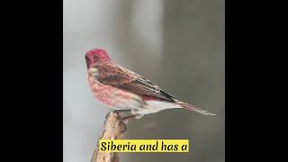 Download lagu [COUNTRY BIRDS] Five Glorious Birds Found in Russia mp3