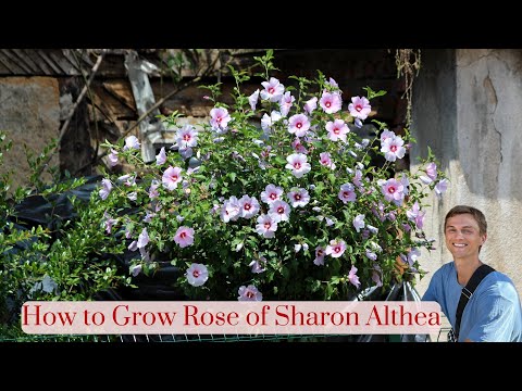 ROSE OF SHARON - How to Grow Hibiscus syriacus (Althea) for More Flowers - Complete Tutorial
