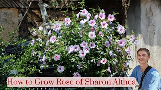 ROSE OF SHARON - How to Grow Hibiscus syriacus (Althea) for More Flowers - Complete Tutorial
