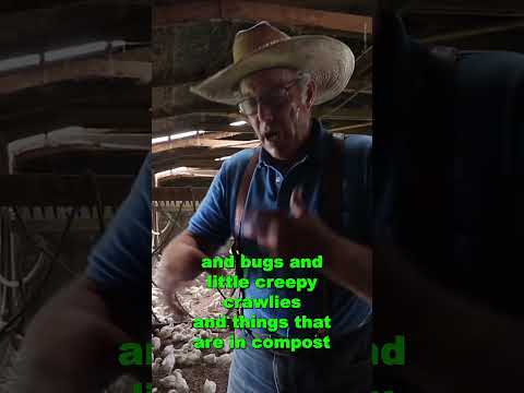 Biggest Mistake Homesteaders Make when building a chicken brooder with Joel Salatin Polyface