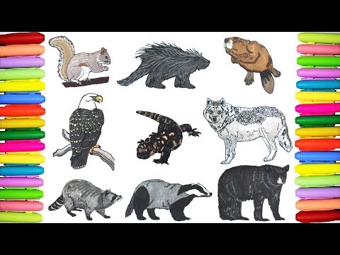 Wild Animals Coloring Pages Ep.4