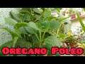 Beneficios del orégano Poleo-Brujo-Orejón 🌱