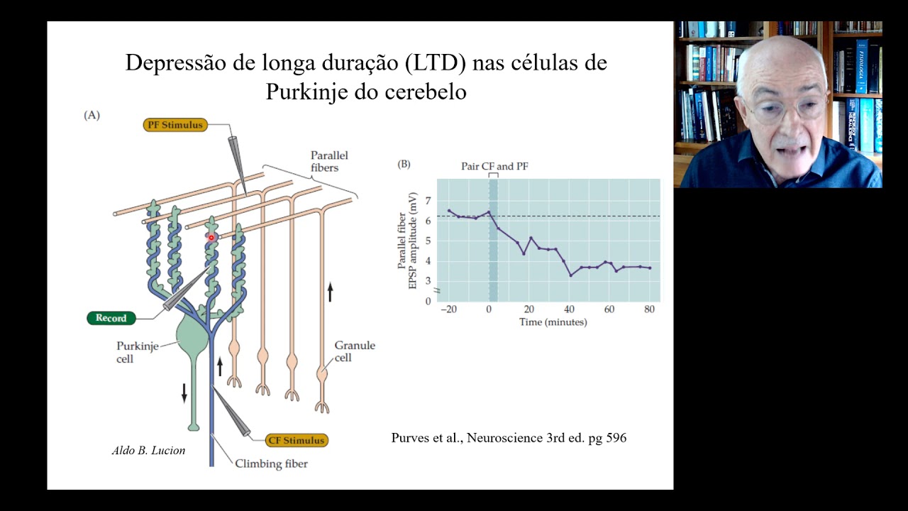 Memorias LTP e LTD v 2021