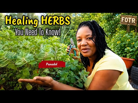 Natural Healing Herbs You Need To Know! Harvesting My Own Medicine
