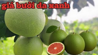 Solution to make green-skinned grapefruit with beautiful appearance, heavy weight, and high price...