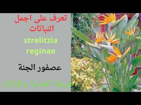 , title : 'نبتة عصفور الجنةParadise bird plant/ Strelitzia/طريقة العناية والإكثار'