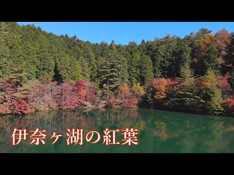 【山梨の紅葉スポット】エコパ伊奈ヶ湖 白鳥が泳ぐ湖畔【南アルプス市】/Lake Inaga in autumn
