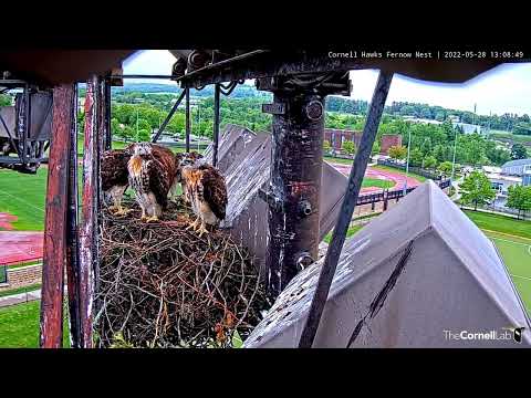 Hawk Nestlings Watching And Waiting For Big Red To Drop In With Take-out – May 28, 2022