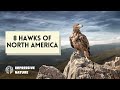 Discover 8 Amazing Hawks Of North America