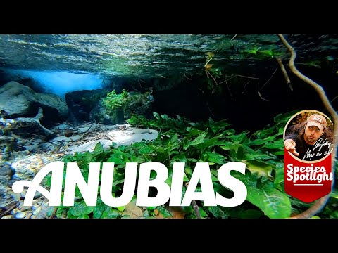 Anubias – In Natur und Aquarium mit exklusiven Naturaufnahmen!!