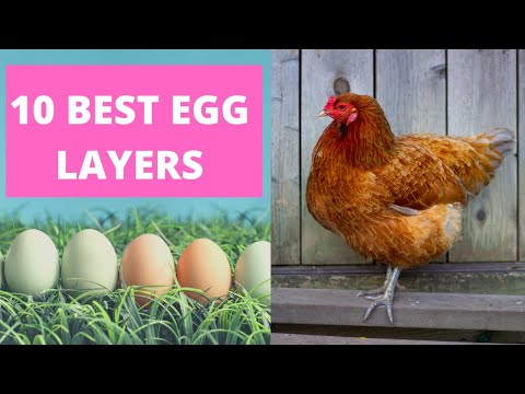 , title : 'BEST CHICKENS FOR LAYING EGGS.'