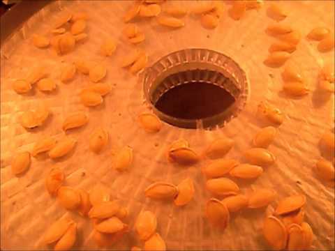 download lagu mp3 mp4 How To Dehydrate Pumpkin Seeds, download lagu How To Dehydrate Pumpkin Seeds gratis, unduh video klip How To Dehydrate Pumpkin Seeds