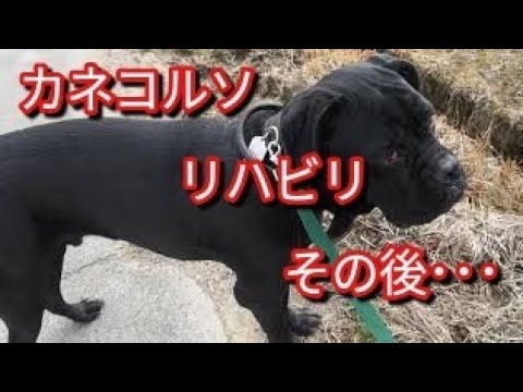 カネコルソについて詳しく解説