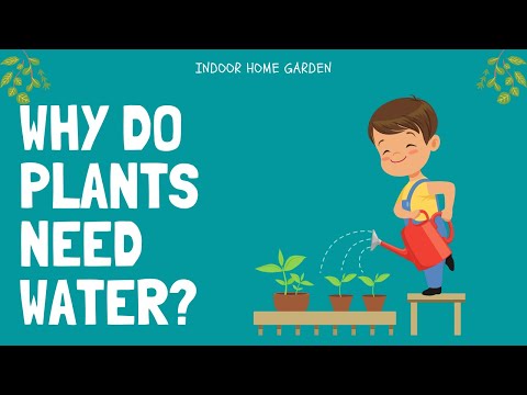 Why Do Plants Need Water?