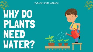 Why Do Plants Need Water?
