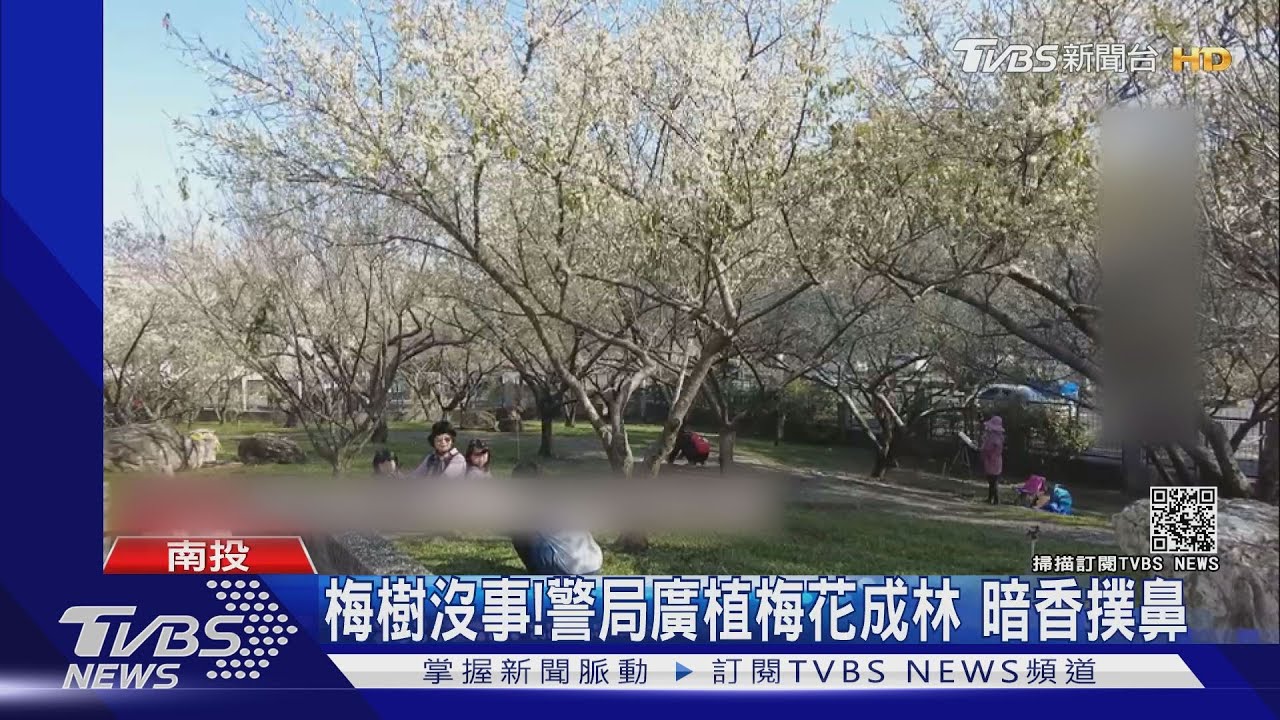 梅樹沒事!警局廣植梅花成林 暗香撲鼻