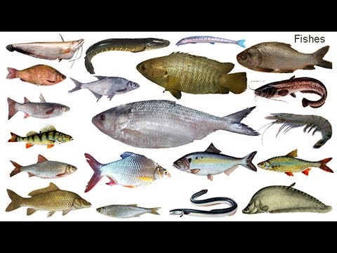 download lagu mp3 mp4 Vetki Fish English Name, download lagu Vetki Fish English Name gratis, unduh video klip Vetki Fish English Name