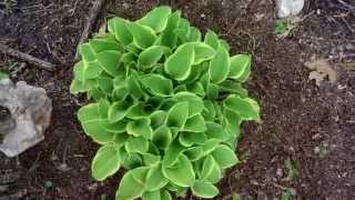 More Plants to Grow in the Shade under Trees - Spring Progress