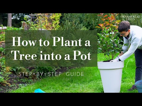 How to Plant a Tree into a Pot or Container (Step-by-Step Guide) | Tree 101