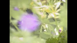 Shuggie Otis - Walkin Down The Country