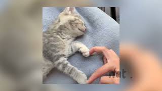 Your new cuckoo - The Cardigans - sped up + pitched w/ lyrics