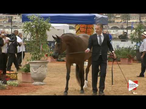 N.77 GHAZALAT AL KHALEDIAH - Menton 2016 - Mares 4-6 years old (Class 4)