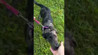 Video preview image #1 Australian Shepherd-Unknown Mix Puppy For Sale in Cookeville, TN, USA