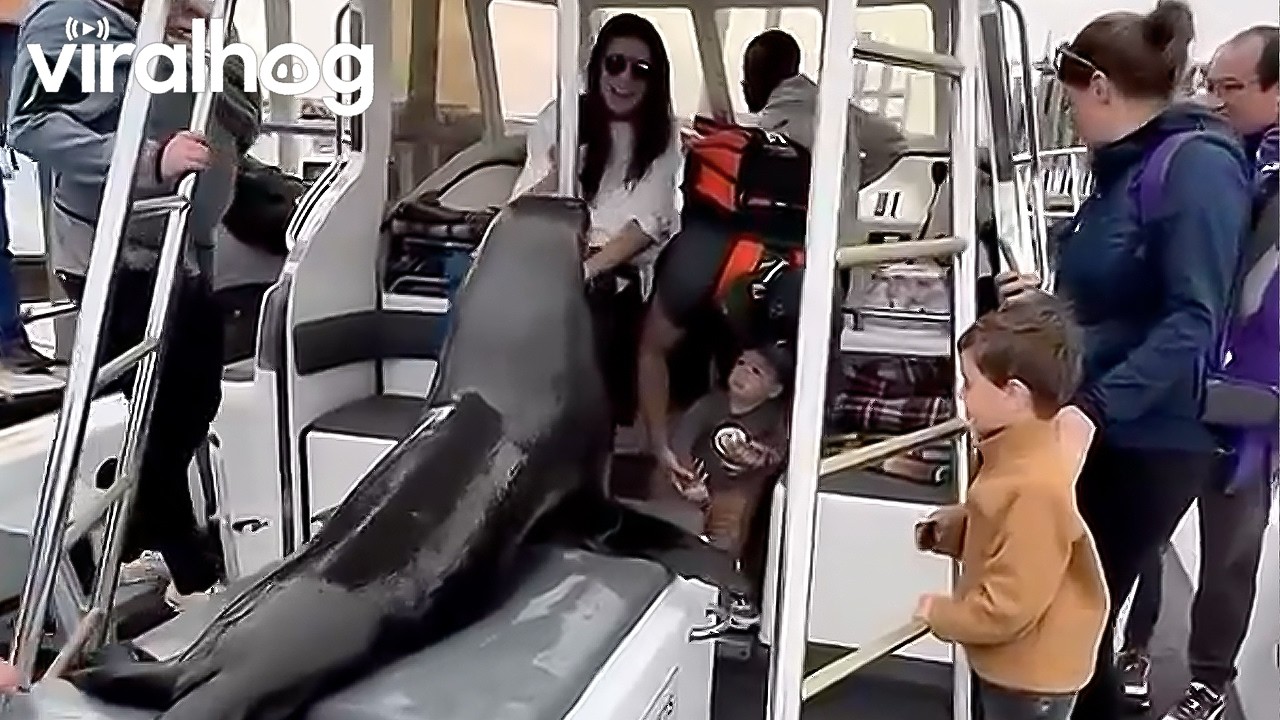 Sea Lion Climbs Aboard Tourist Boat in Search of Snacks || ViralHog