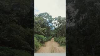 The CREB Track🚗 71km from Daintree to Wujal Wujal, Far North Queensland #adventure #offroad #4wd