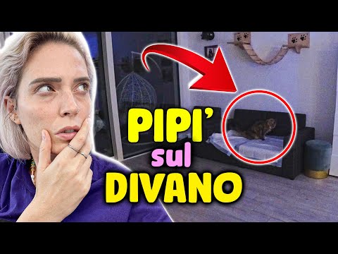 We SPY on cats at night with a CAMERA. Who's peeing around?