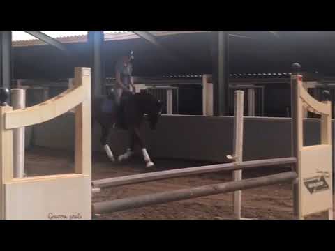 For Sale Dressage Prospect *2015 Kalimero