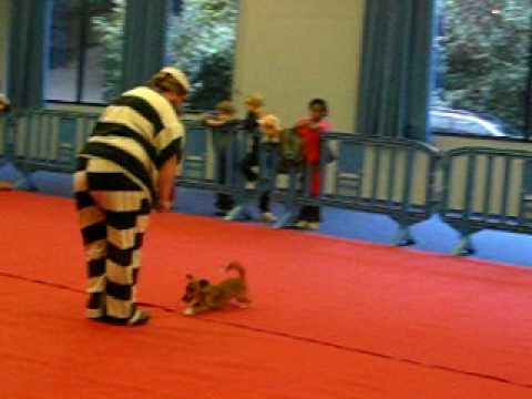 Annaick et Laouen - la Beaujoire 2008 - oberythmee