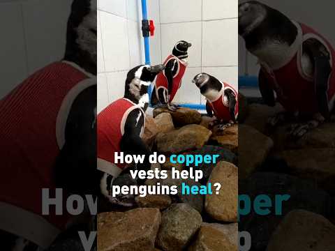 Chilean penguins wear special medical vests