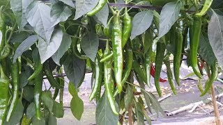 늦고추 많이 달리게 하려면  지금부터 추비 3번 정도 주세요.