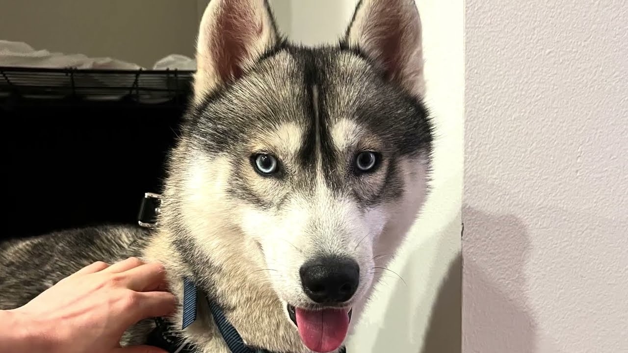 Enlarge Luke Sky, a ADOPTABLE Husky in Torrance, CA video 3/6