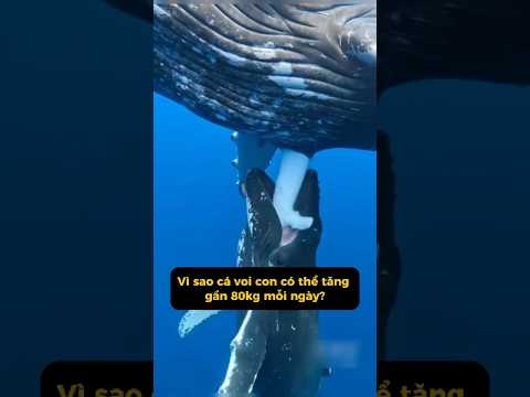 Nhìn cá voi con bú sữa mới thấy tự nhiên kỳ diệu thế nào  #kytrigioi #shorts