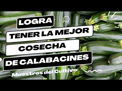 , title : 'Calabacines: Los Mejores Consejos para Sembrarlos con Éxito'