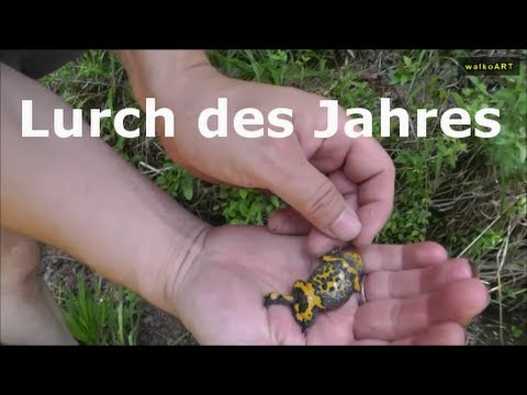 Gelbbauchunke / yellow-bellied toad - Lurch des Jahres - Amphibian of the year (Naturpark Schönbuch)