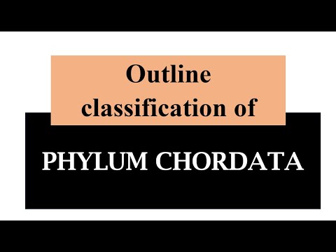 outline classification of CHORDATA