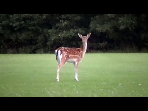 Baby Deer Bouncing 🦌Cute & Funny😂