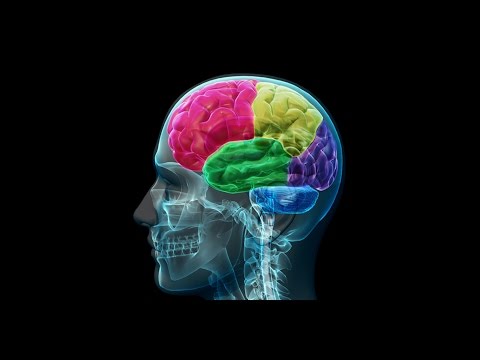 Lecture 10: Learning in the cortex