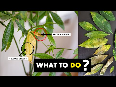 5 Reasons why your MONEY TREE plant leaves turning PALE or yellow