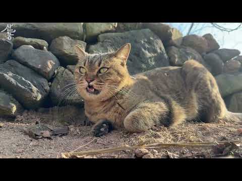 일단 일 저지르고 살아날 방법을 모색하는 고양이