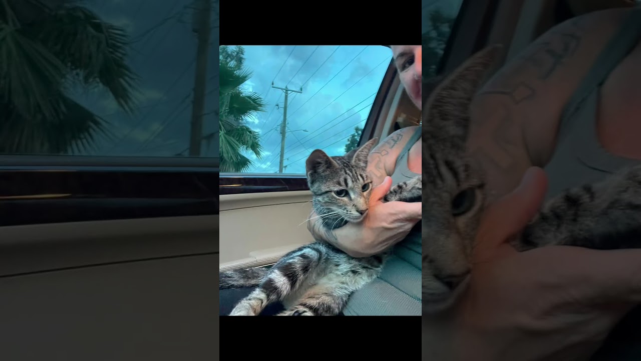 Enlarge Savannah (sweet girl) watch video, a Adoptable Domestic Short Hair in Daytona Beach, FL video 6/6