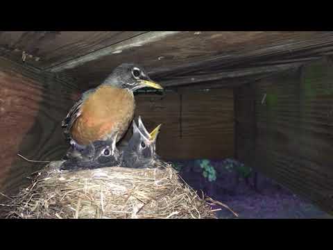 April Robins Day 14 Time to Fledge